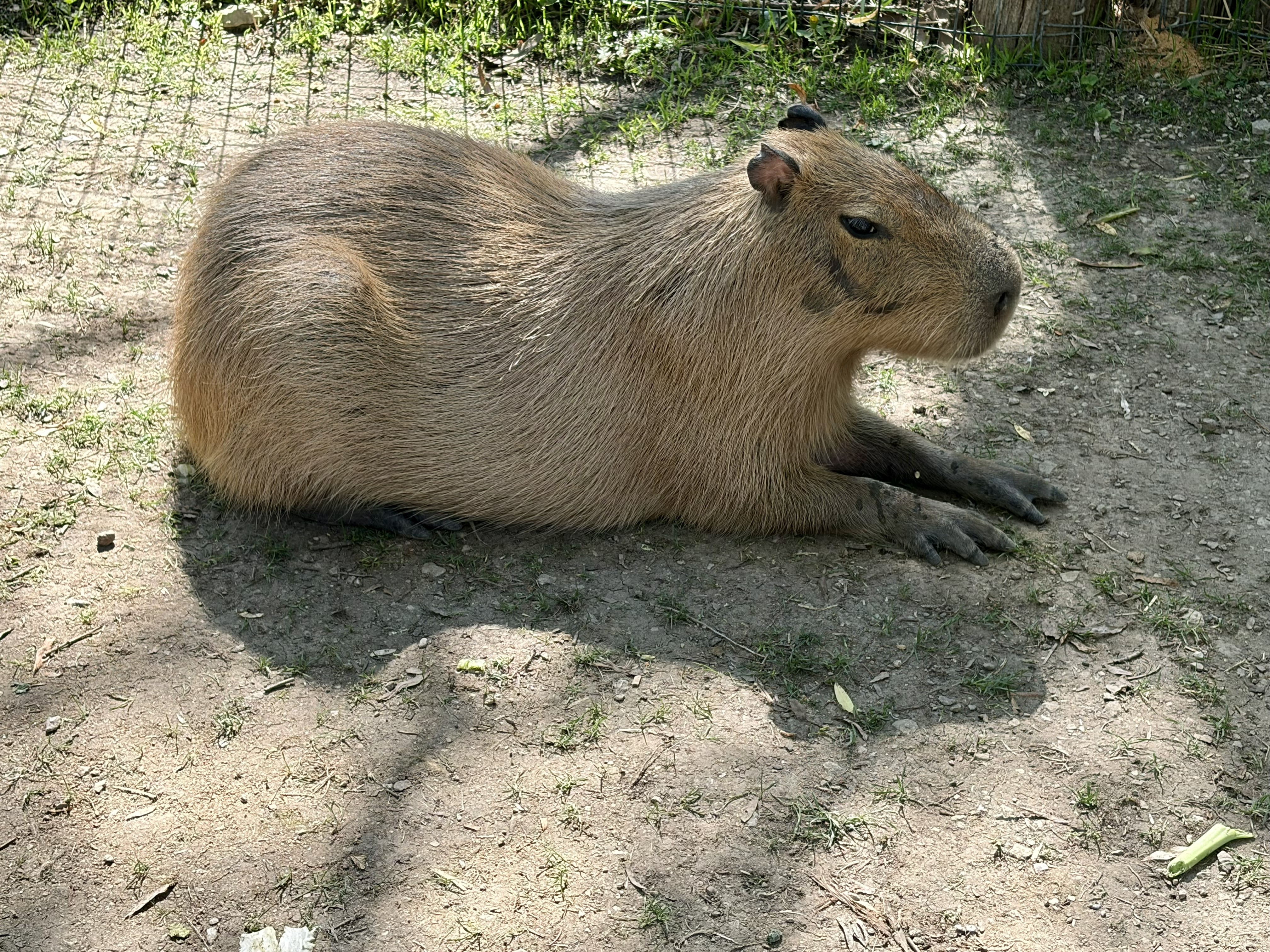 Photo of Bob