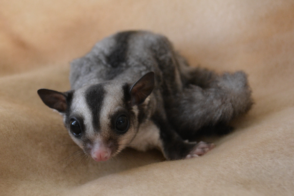 Photo of Aussie
