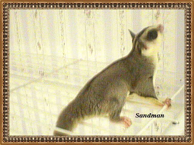 Photo of Sandman