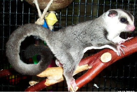 Photo of Snickers
